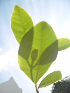 psidium_guyanensis_2