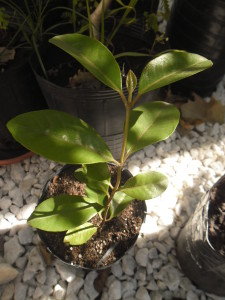 psidium_guyanensis_4