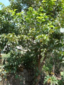 01 DSC03453