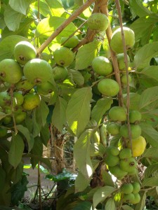03 DSC03454
