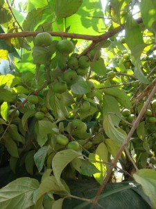 05 DSC03456