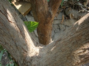 06 DSC03474
