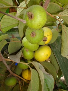 07 DSC03475