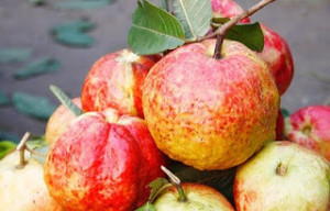 Allahabad_MG_6783xguava6x9 2300