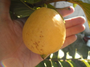 La fruta junto a mi mano para tomar una escala... esta variedad es de piel amarilla y pulpa rosada, de sabor dulce y excelente, algo amargo lo cual le brinda personalidad.
