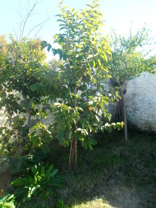 SAM_7755