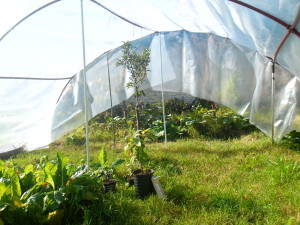En el interior quedó la huerta de zanahorias, acelgas y lechugas: algo que no estaba previsto, pero tuve que hacer el invernadero en esa zona porque es la que recibe más sol durante todo el día (y todo el sol de la tarde); incluso se ve un mandarino que debí podarlo (no me animé a transplantarlo o quitarlo)