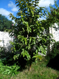 guayaba_patio_der