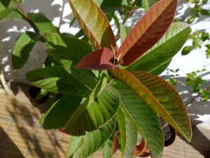 guayaba_verde