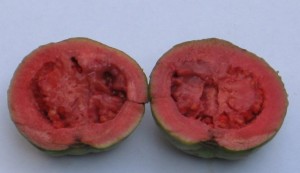 guayaba_verde_roja