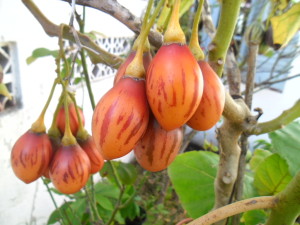 tamarillo_frutos