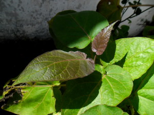 tamarillo_naranja