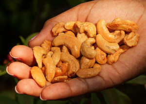 Anacardium-occidentale-Cashews-