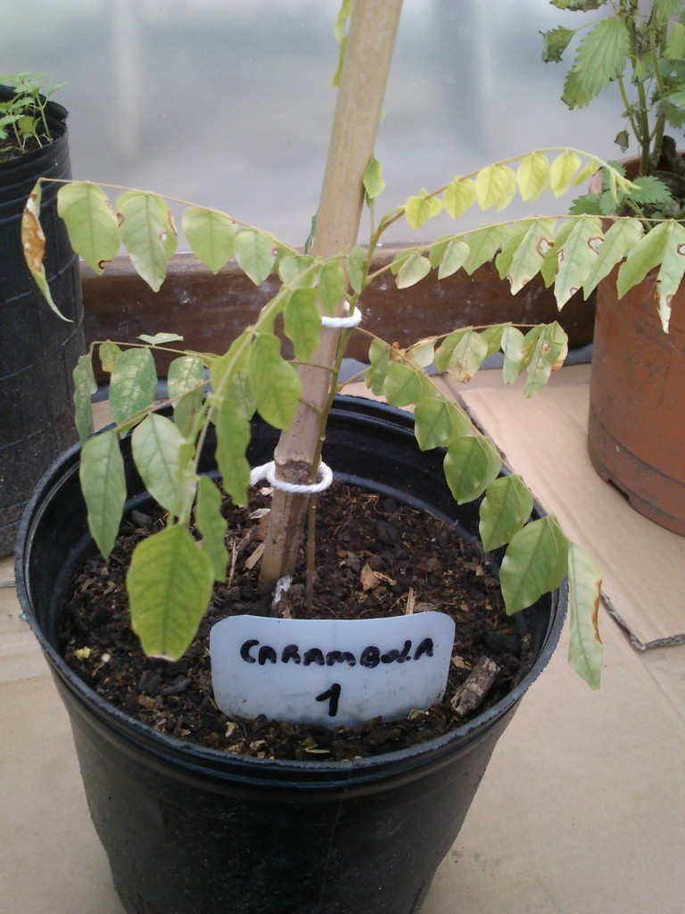 DSC_0011 Carambola 1