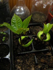 anacardium occidentale