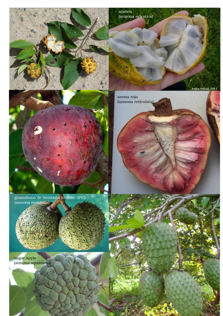 frutas_pagina12-annonas3