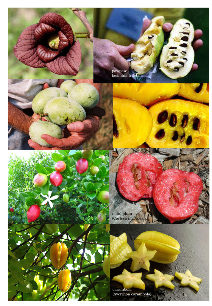 frutas_pagina14-pawpaw