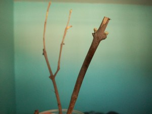 brotes esqueje