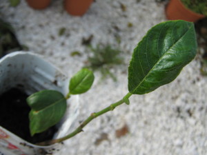 biriba_IMG_0079