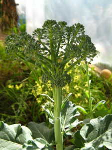 brocoli-20140726T131438