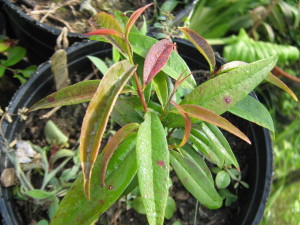 eugenia_candolleana-20140726T132734