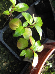 governors plum, flacourtia indica, da una fruta similar a las ciruelas, estos son plantines muy pequeños, pero por suerte se han adaptado al invernadero.