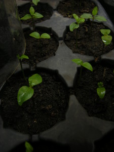 guavas-20140701T124150