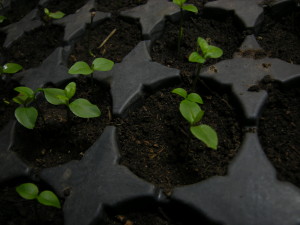 guavas-20140701T124158