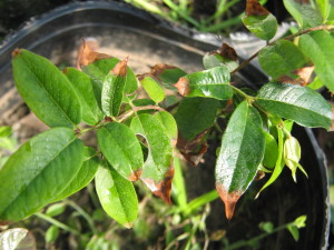 jaboticaba_rojo_red_hybrid-20140726T132748