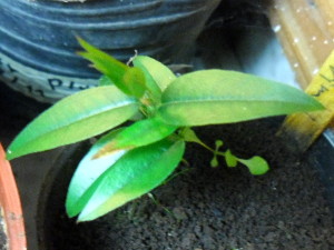 jaboticaba_spirito_Santensis