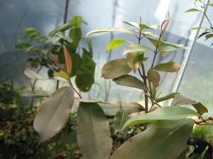 jambul o jambolan es un frutal nativo de la India, el cual produce frutos casi negros de buen aspecto y sabor, la especie es muy vigorosa y no hay que plantarla en las veredas porque levanta el pavimento.