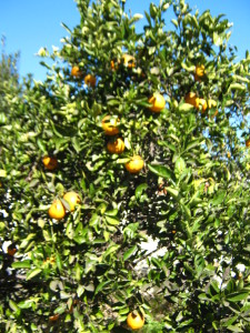 naranjo y limonero, cargados de frutas, dan mucho más de lo que podemos consumir familiarmente.