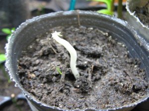 moringa-20140705T235541