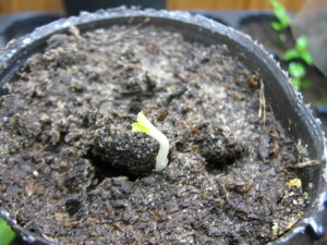 moringa-20140705T235551