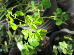 moringa_oleifera-greenhouse-20140726T131711