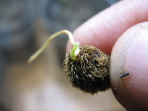 myrciaria_glazioviana_sprout_--cabelluda-brotando-20140727T193836