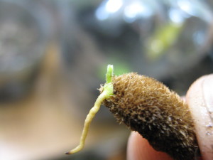 aquí podemos ver la raíz blanca y más larga que el apenas existente tallo, en color verde claro. la semilla es cabelluda también, al igual que los futuros frutos y hojas...