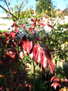 hermosas hojas de pitanga -eugenia uniflora- durante el invierno, ese color le permite calentarse con el sol y resistir mejor las heladas.