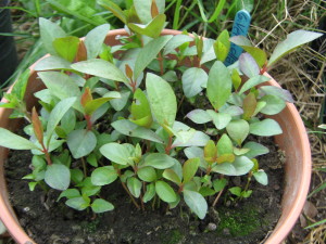 psidium-guajava-20140726T132003