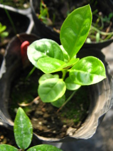 arazá da serra -psidium longipetiolatum-: una de mis grandes esperanzas para nuestro clima!! es como un arazá rojo pero crece mucho más rápido y más alto, resiste mejor las heladas y los frutos al caer no se dañan. Algo realmente espectacular para nuestro ecosistema.