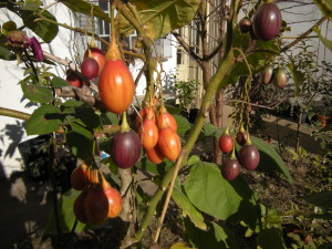 tamarillo-20140701T151457