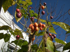 tamarillo-20140701T151510