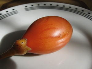 tamarillo_naranja-20140728T144606