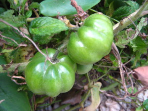tomates_milagrosos_en_invierno-20140730T182550