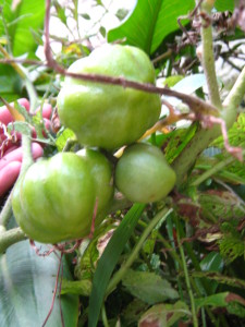 tomates_milagrosos_en_invierno-20140730T182554