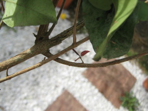 uvaia_IMG_0071