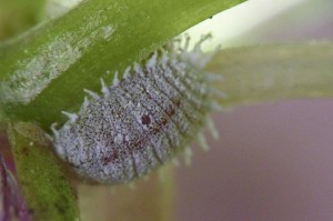 77006_580_360