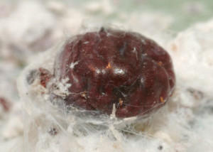 Dactylopius2