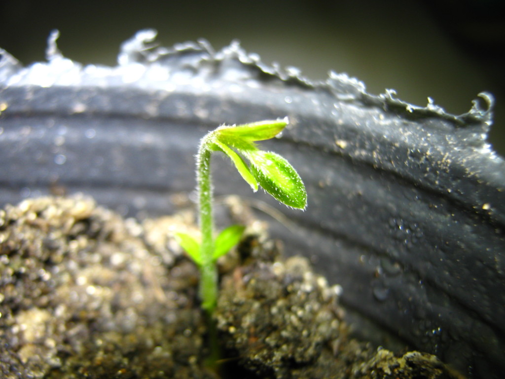 cabelluda_myrciaria-glazioviana-20140812T191710
