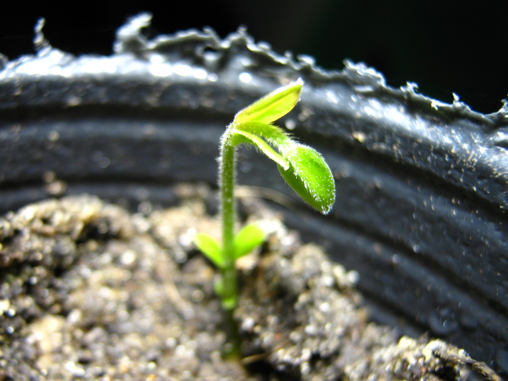 Dos días más tarde, hoy, se ve así: crece muy lentamente. Tengo alrededor varias otras que apenas muestran un tallito, e incluso muchas otras macetas con semillas plantadas cuando vi la primer raíz en la bolsa ziploc, que aún no han sacado a la superficie ni siquiera nada... en 1 mes, o sea que o no prosperarán, o son muy lentas.